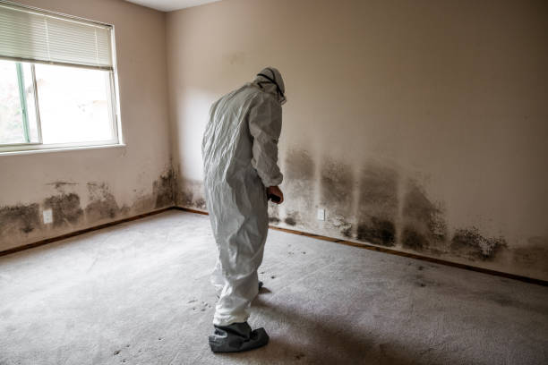 Mold Documentation for Insurance Claims in Kissimmee, FL